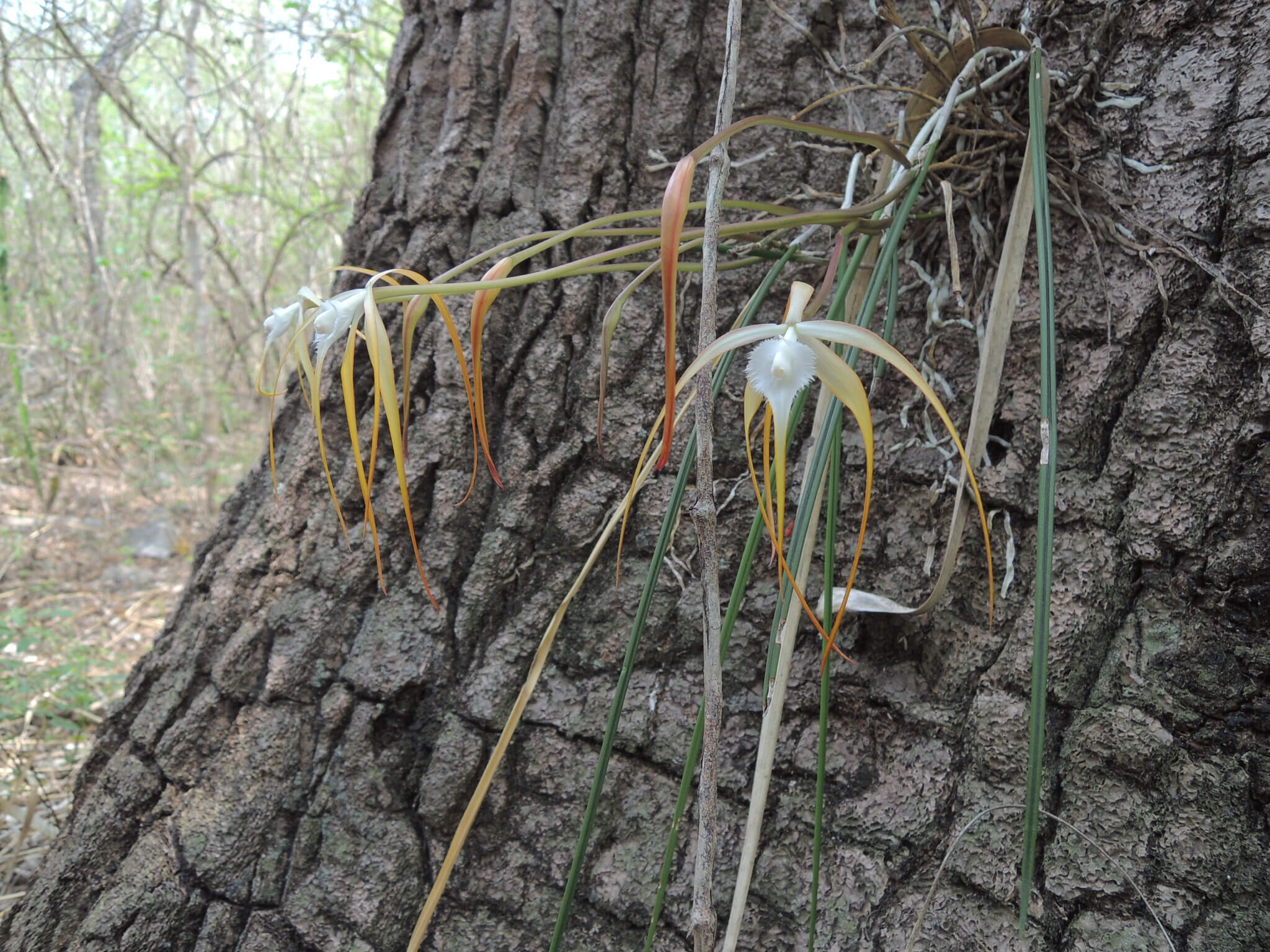 Brassavola cucullata